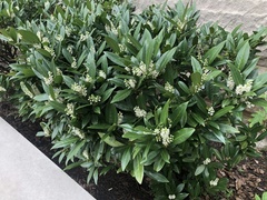 Prunus laurocerasus