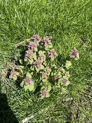 Lamium purpureum