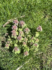 Lamium purpureum