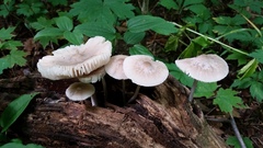 Mycena niveipes