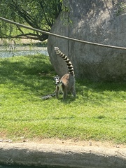 Lemur