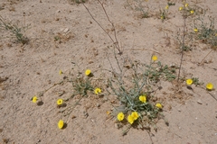 Launaea capitata