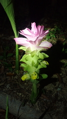 Curcuma aromatica