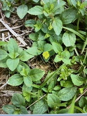 Mecardonia procumbens