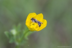Chelostoma florisomne