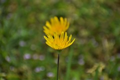 Krigia dandelion