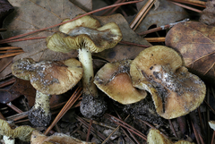 Inosperma chlorochroum
