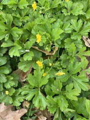 Waldsteinia