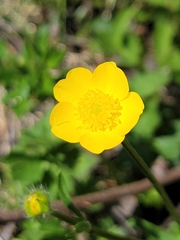 Ranunculus multifidus