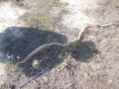Masticophis flagellum