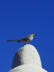 Mimus polyglottos