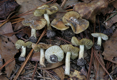 Inosperma chlorochroum