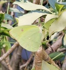 Aphrissa neleis