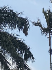 Psarocolius montezuma