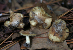 Inosperma chlorochroum