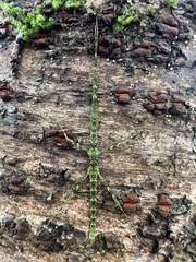 Spinoparapachymorpha spinosa