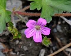Geranium magellanicum