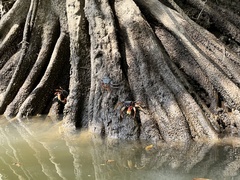 Goniopsis