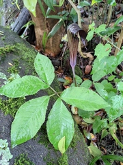 Arisaema bockii