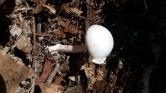 Amanita elliptosperma