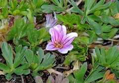 Geranium sessiliflorum