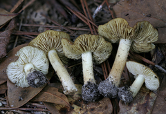 Inosperma chlorochroum