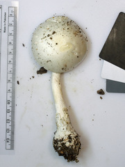 Amanita elliptosperma