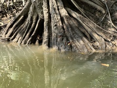 Goniopsis
