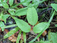 Akebia trifoliata