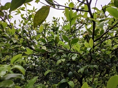 Exobasidium camelliae