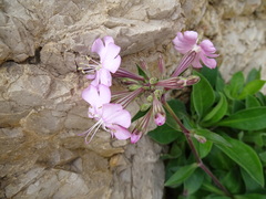 Silene hifacensis