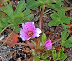 Geranium sessiliflorum