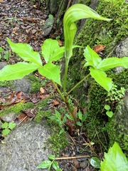 Arisaema bockii