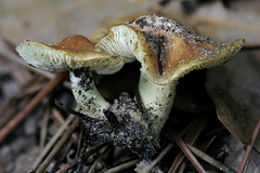 Inosperma chlorochroum