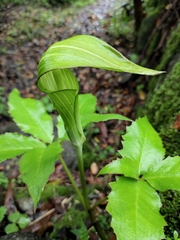 Arisaema bockii