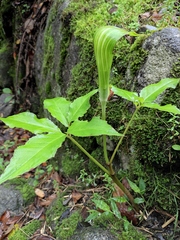 Arisaema bockii