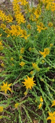 Genista tournefortii