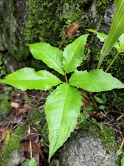 Arisaema bockii