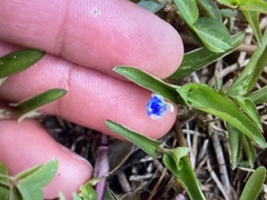 Commelina diffusa