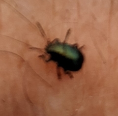 Brachypnoea lecontei