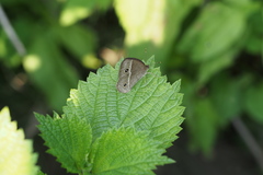 Mycalesis gotama fulginia