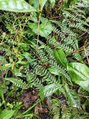 Athyrium deltoidofrons