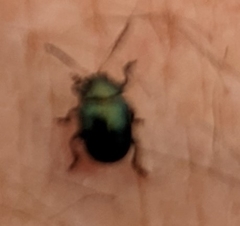 Brachypnoea lecontei