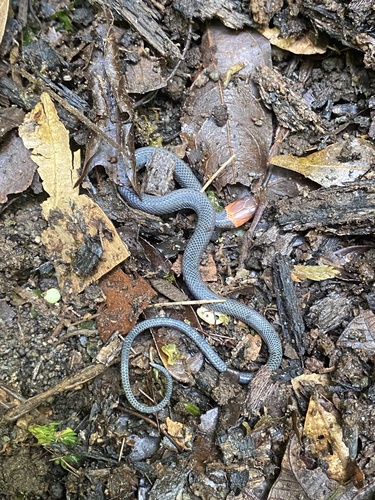 Costa Rican Glasstail
