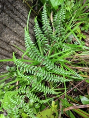 Athyrium deltoidofrons