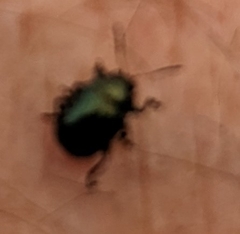 Brachypnoea lecontei