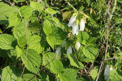 Campanula punctata punctata