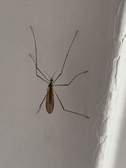 Chioneinae