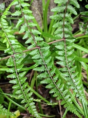 Athyrium deltoidofrons