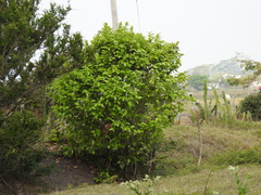 Coccoloba barbadensis